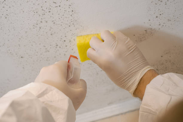 Best Environmental Consulting for Mold Prevention  in Raymond, WA